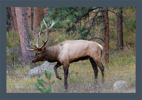 Gallery Image Rakes_elk_BW_with_frame.png