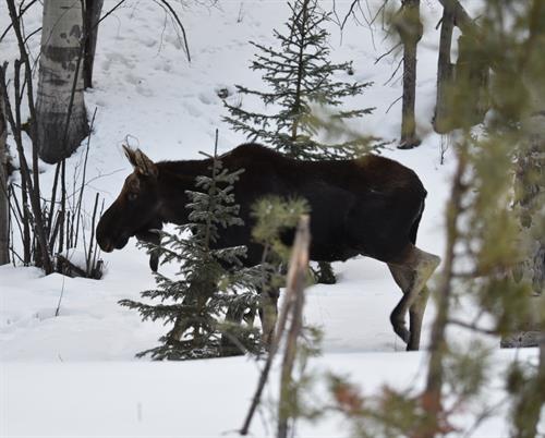 Moose in Winter-SMD