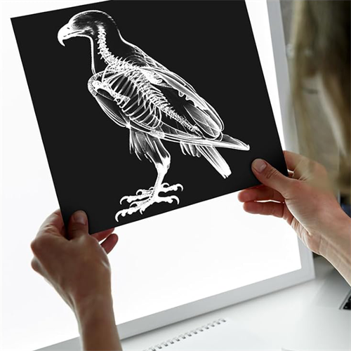 Gallery Image BIRD-XRAY.png