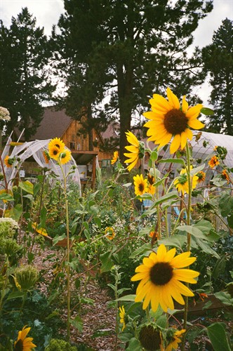 Gallery Image StLaurenceGardenSunflowers.jpg