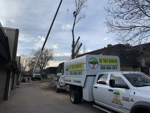 Commercial property tree removal.