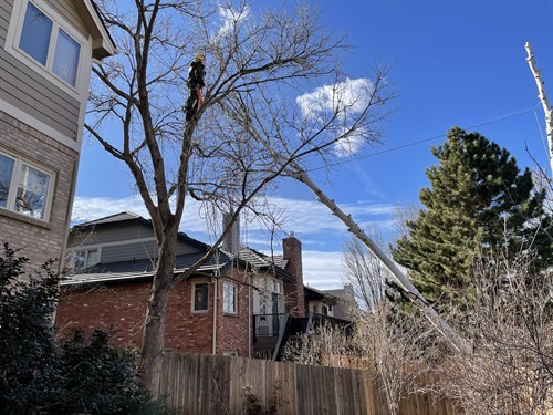 Tree Removal