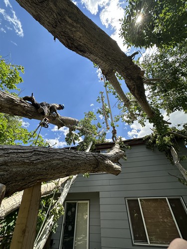 Removing a tree that fell on a house.