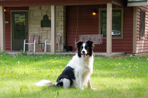 Kishauwau offers 4 dog friendly cabins for our dog only customers