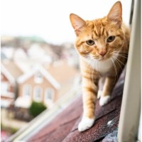 Finally, Chicago Is Getting A Cat Tour Of Its Own In Lincoln Square