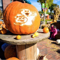 Hello autumn: The ultimate guide to fall festivals, pumpkin patches & corn mazes in Chicago