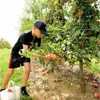 More fall fun: Apple picking, hayrides and a pumpkin-eating dinosaur