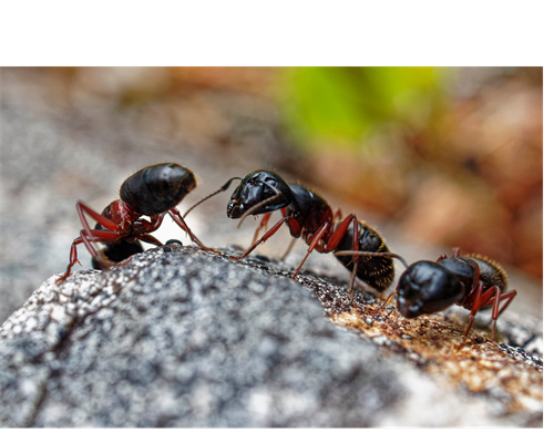 Carpenter Ants