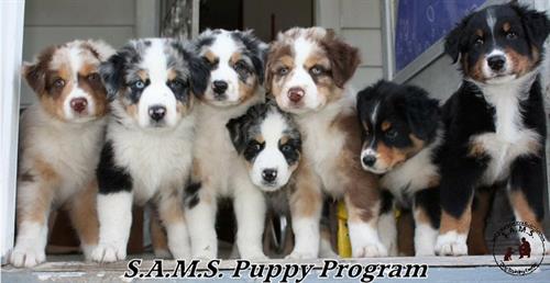 AKC STAR Puppy Program PLUS AKC CGC, CGCA, CGCU