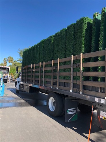 Hedge Walls, Privacy Walls Rental Service 