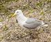 Seagull Calling Contest
