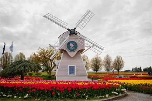 Tulip Town