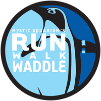 Penguin Run Walk Waddle at Mystic Aquarium