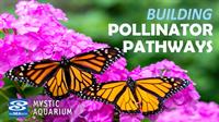 Building Pollinator Pathways | Mystic Aquarium