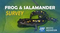 Frog and Salamander Survey | Mystic Aquarium