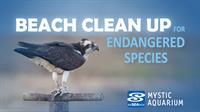 Beach Cleanup for Endangered Species | Mystic Aquarium