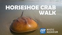 Horseshoe Crab Walk | Mystic Aquarium