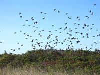 Migratory Bird Day