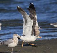 Natural History Walk