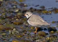 Bird & Learn - The Watch Hill Conservancy