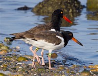 Slow Birding - NEW at The Watch Hill Conservancy