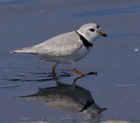 Slow Birding - NEW at The Watch Hill Conservancy