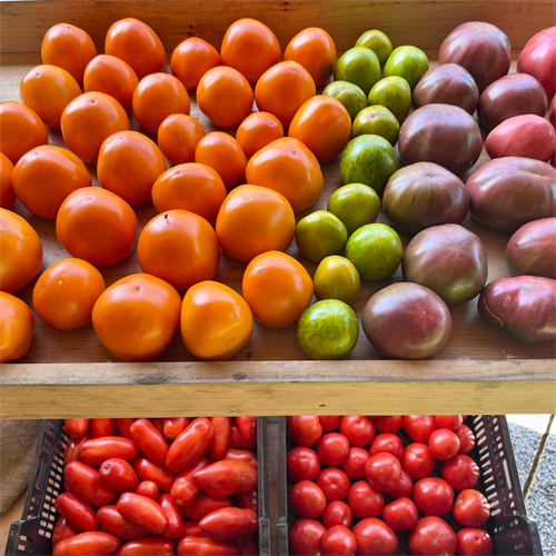 Heirloom, Roma, and Slicing Tomatoes at our Farm Stand, Summer 2023