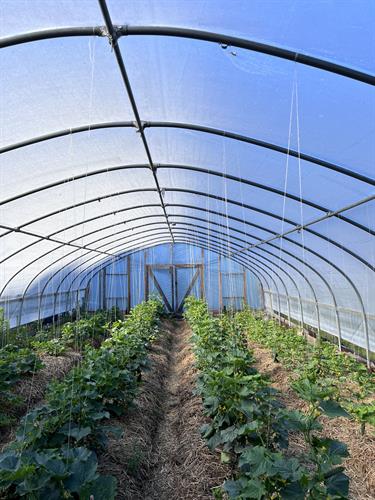 Cucumber Plants in our High Tunnel, Spring 2023