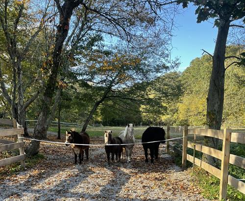 The mini-herd - providing equine touch therapy at Better Together CT Inc. Farm & Sanctuary.