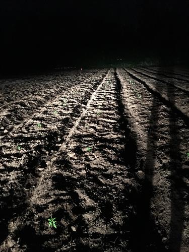Hemp Field at Night