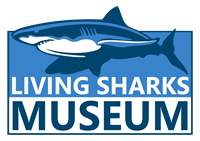 Living Sharks Museum