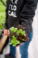 The Big Seedling Sale at Full Heart Farm