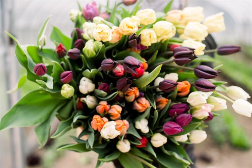 Gallery Image 1-9293.jpg