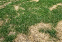 Too Much of a Good Thing: How Overwatering Is Destroying South Florida Landscapes
