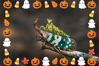 Science with Sam: Creepy Crawlies