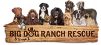 Giving Tuesday for Big Dog Ranch Rescue