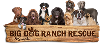 Schumacher Subaru Adoption Event for Big Dog Ranch Rescue