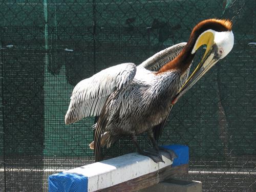 Adult Brown Pelican