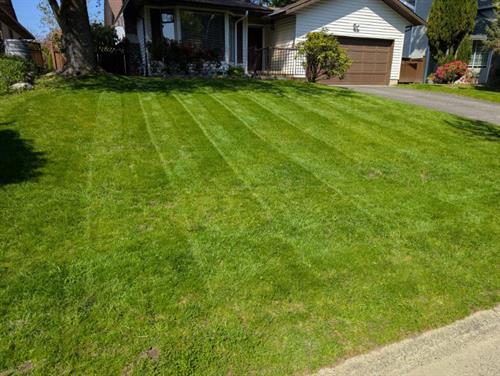 premium lawn services