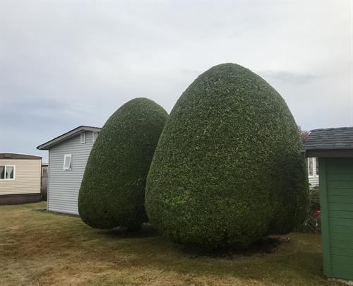 hedge trimming