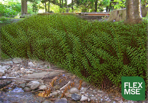 Beautiful Vegetated Walls