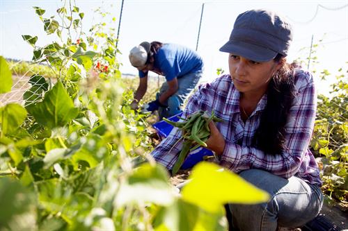 Gallery Image TFN_Farmschool_Sara_beans.jpg