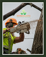 Timberscapes Inc.