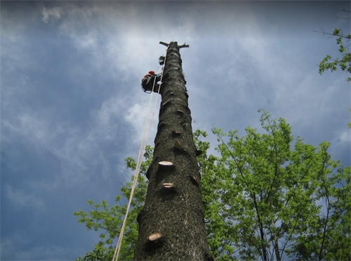 Gallery Image Climber_-_Notched_Tree.png