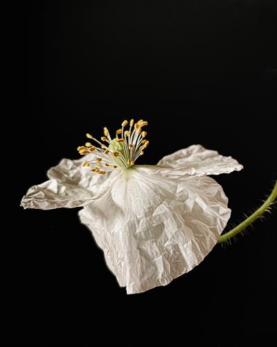 Resilience