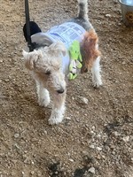 Howl-O-Ween Hounds Doggie Costume Contest