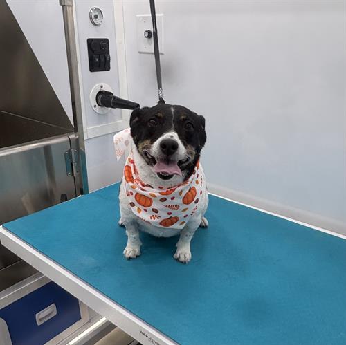 Gallery Image IMG_0241.jpeg