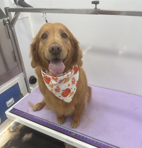 Gallery Image IMG_0243.jpeg