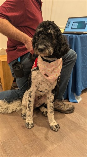 Partnering with VIP Service Dog Foundation