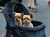 79th Annual La Grange Pet Parade